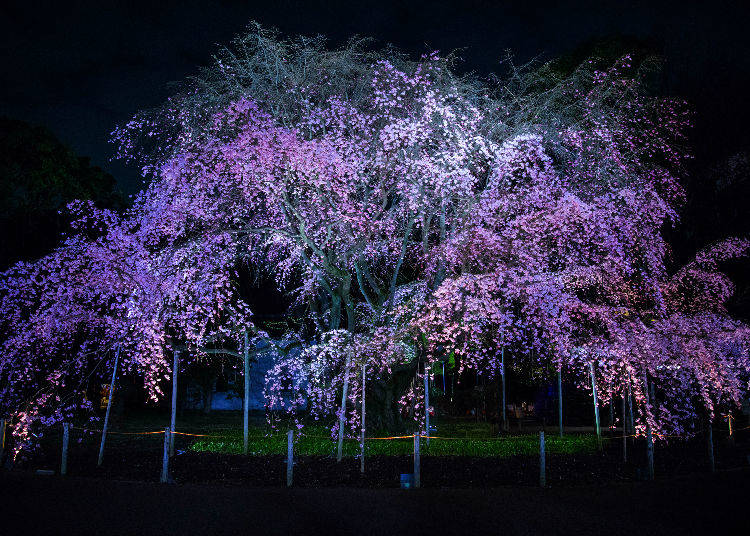 9. Rikugien Gardens