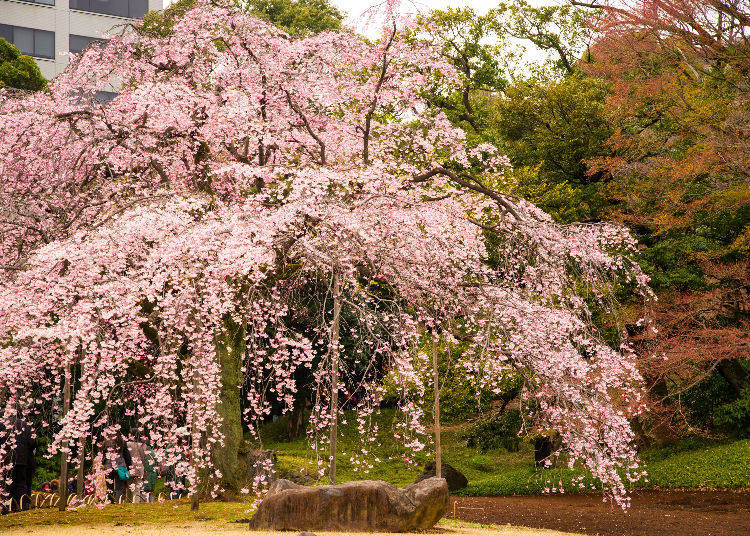 8. Koishikawa Korakuen Gardens