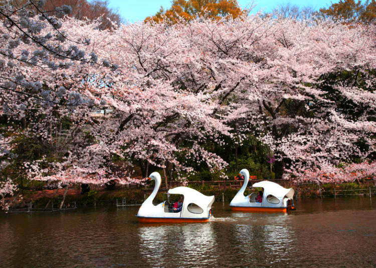 5. Inokashira Park