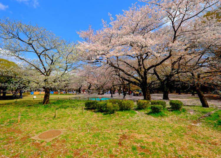7. Yoyogi Park