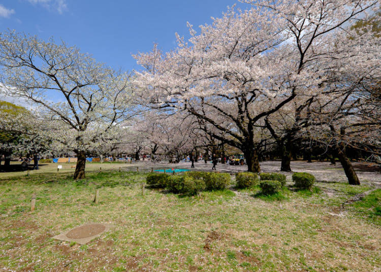 7:代々木公園