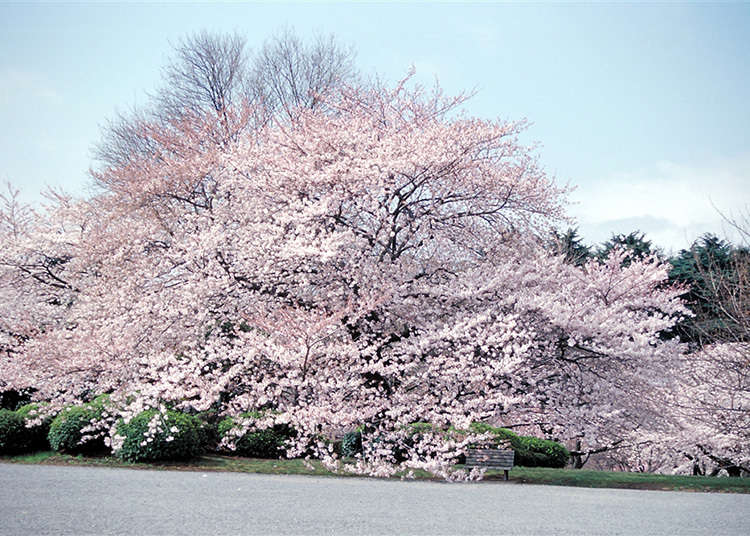 1. ชินจูกุ เกียวเอ็น (Shinjuku Gyoen National Park)