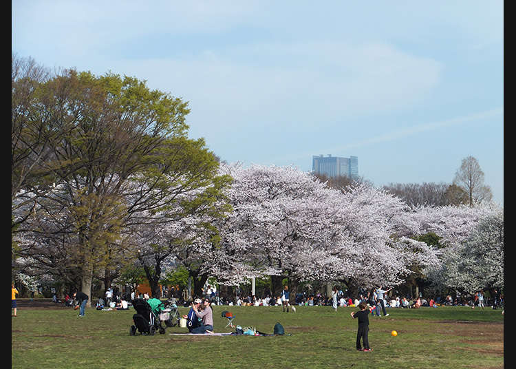 7. สวนโยโยงิ (Yoyogi Park)