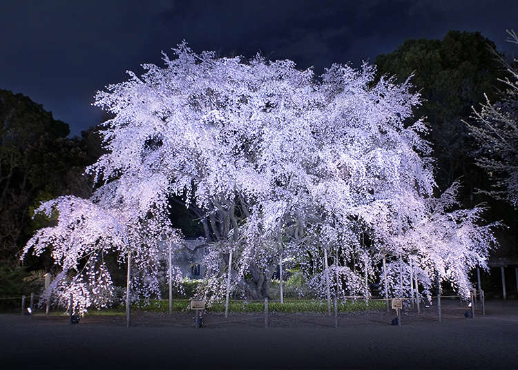 9. สวนริคุงิเอ็น (Rikugien Gardens)