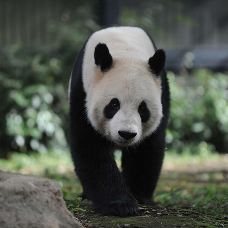 The Surroundings of Ueno Zoo - Home of the Giant Panda