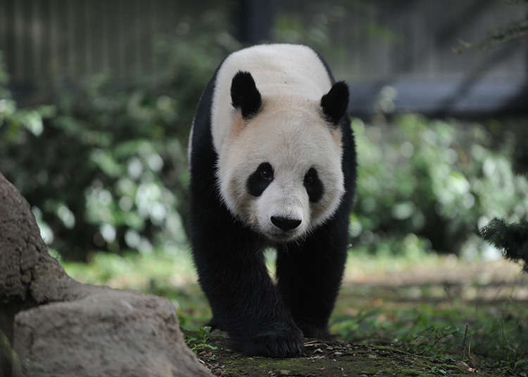 Ueno Zoo rumah Panda