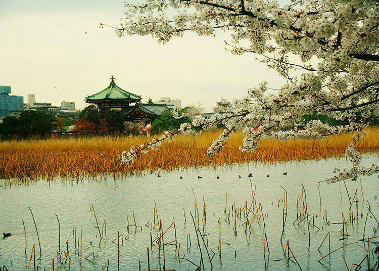 7. What is the island in Shinobazu Pond?