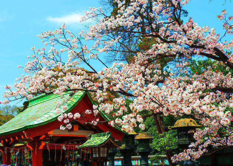 10. Why is a tanuki a deity?