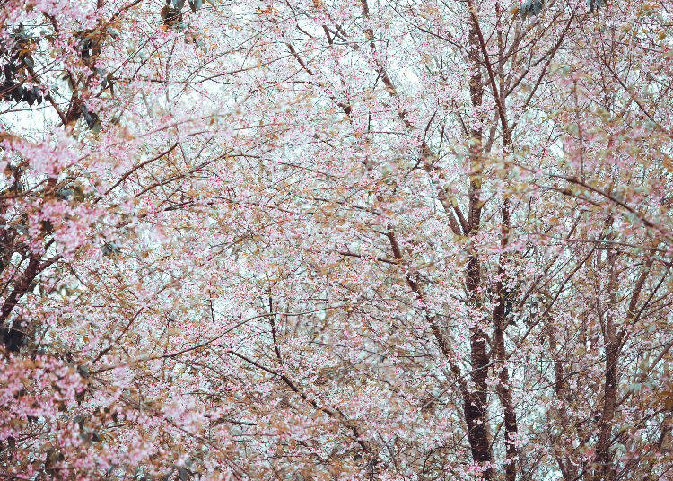 2. Why is Ueno Park a famous cherry blossom spot?