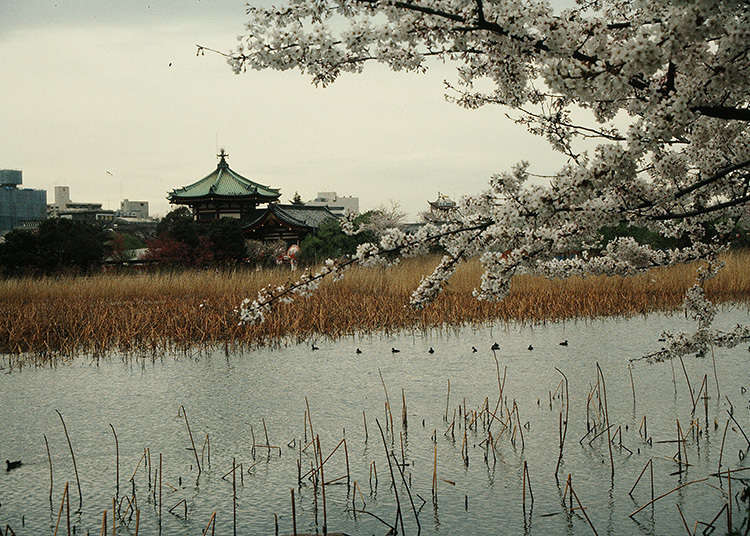 Apa Itu Pulau Shinobazu Pond?