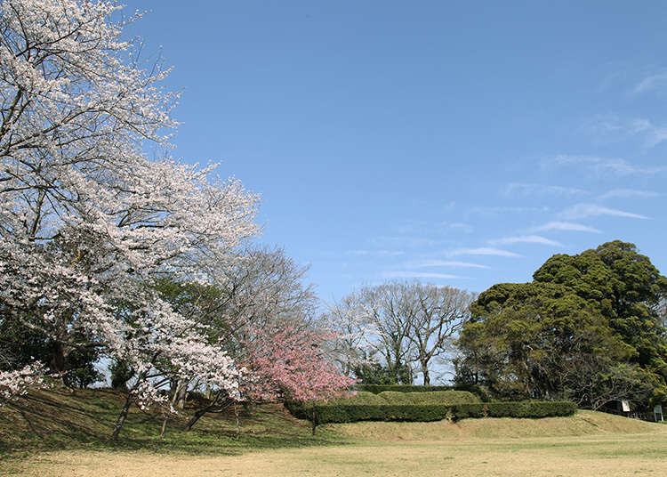 Antara 100 buah istana yang menjadi pilihan untuk melihat sakura