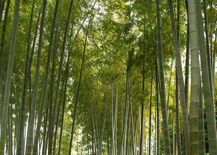 日本閒寂幽雅的5個庭園