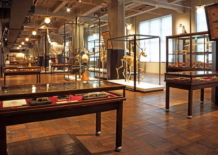 Tokyo: Where Valuable Scientific Specimens of Tokyo University Are on Display
