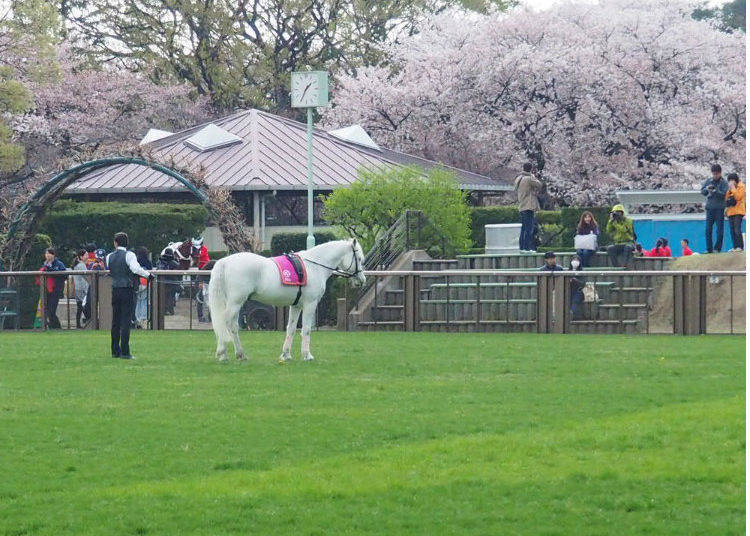 Yoga: A Place Where You Can Enjoy Seasonal Flowers and be Around Horses