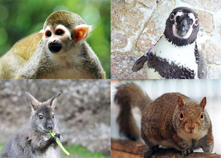 【西葛西】全時段免費入園的動物園