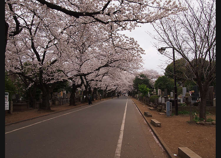 谷中霊園を歩き、日本の墓を知る