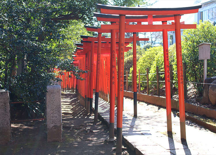 在根津神社穿过乙女稻荷的鸟居!