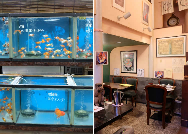 金魚坂:色とりどりの金魚を観賞できるカフェ