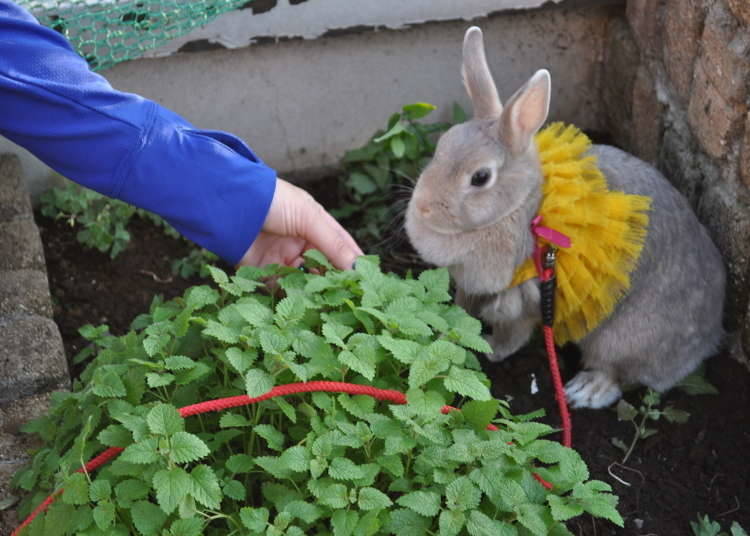 Bunny’s Theme Park Hutch 浅草:浅草を眼下に屋上でウサギと遊ぼう!