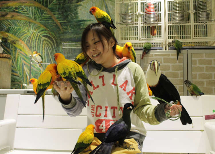 Berinteraksi bersama dengan burung-burung yang jinak!
