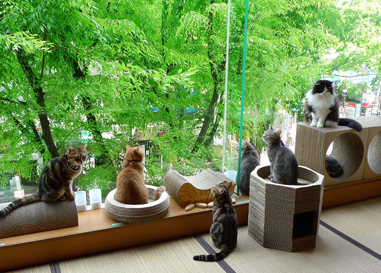 癒し度120%のカフェ「ハピ猫」