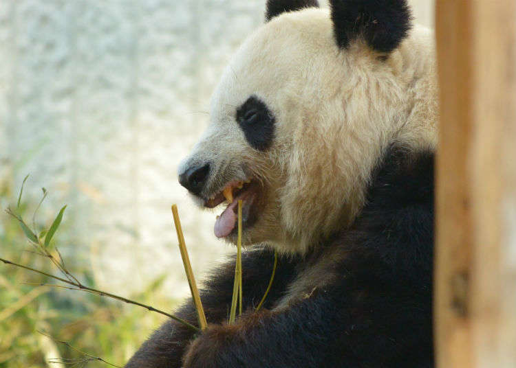 Ueno Zoological Gardens