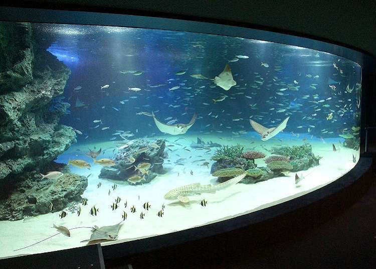 魚やアシカのパフォーマンスが見どころ