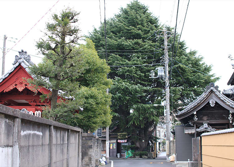 90-year-old Himalayan cedar