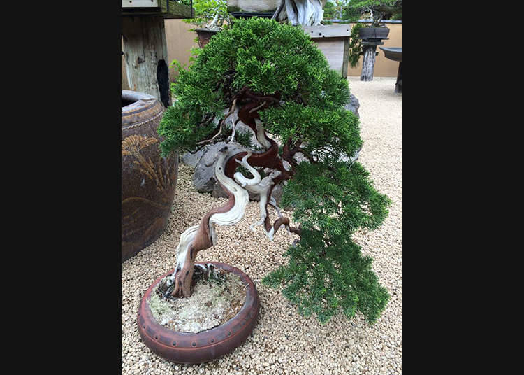 Turning a Tree into a Bonsai