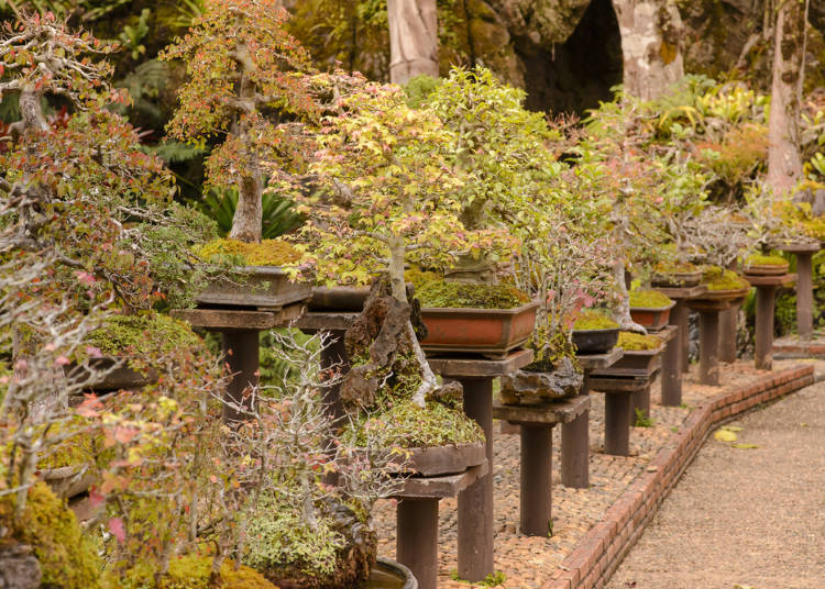 Sejarah bonsai