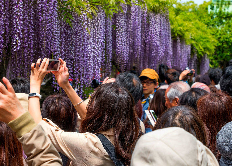 Kameido Tenjin Shrine Fuji (Wisteria) Festival