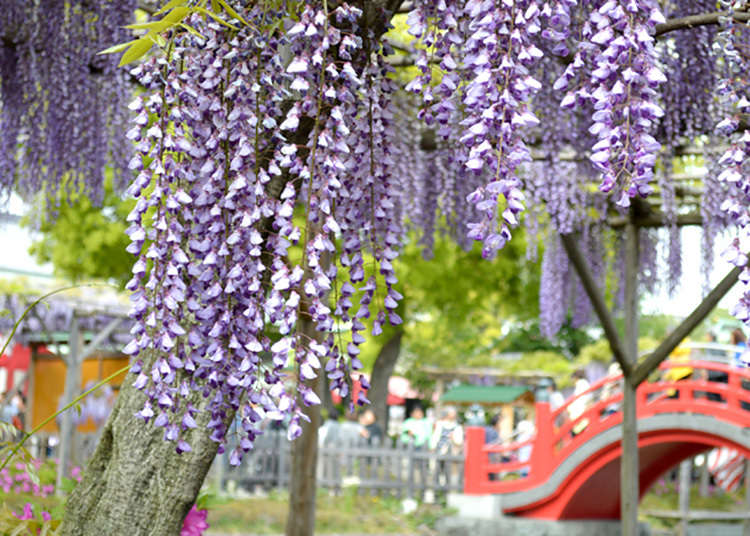 Kameido Tenjin Shrine Wisteria Festival