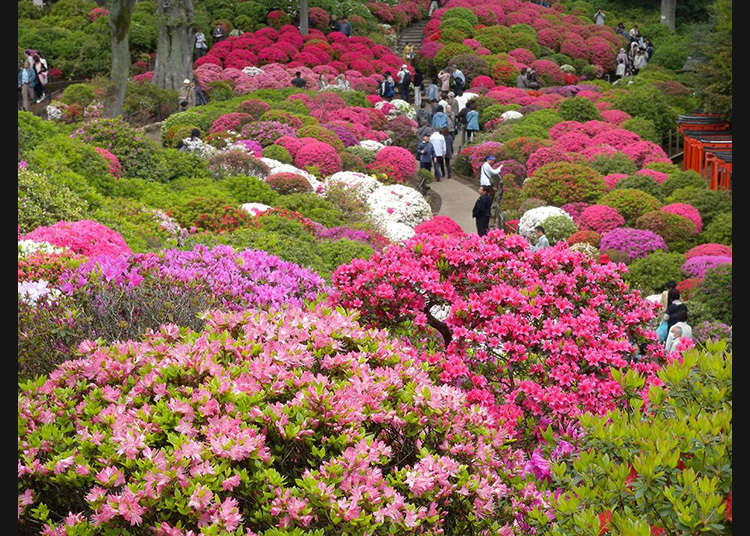 文京杜鵑花祭