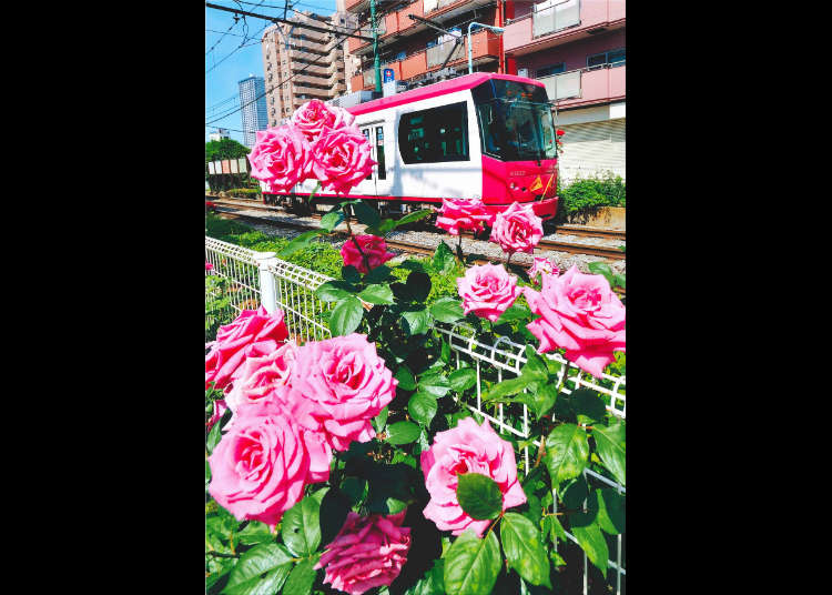 春之大冢玫瑰祭