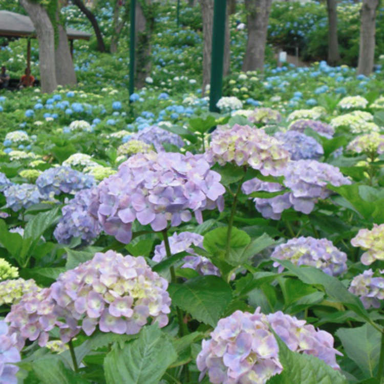 Toshimaen