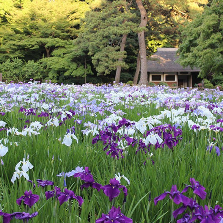 Koishikawa Kōrakuen Garden