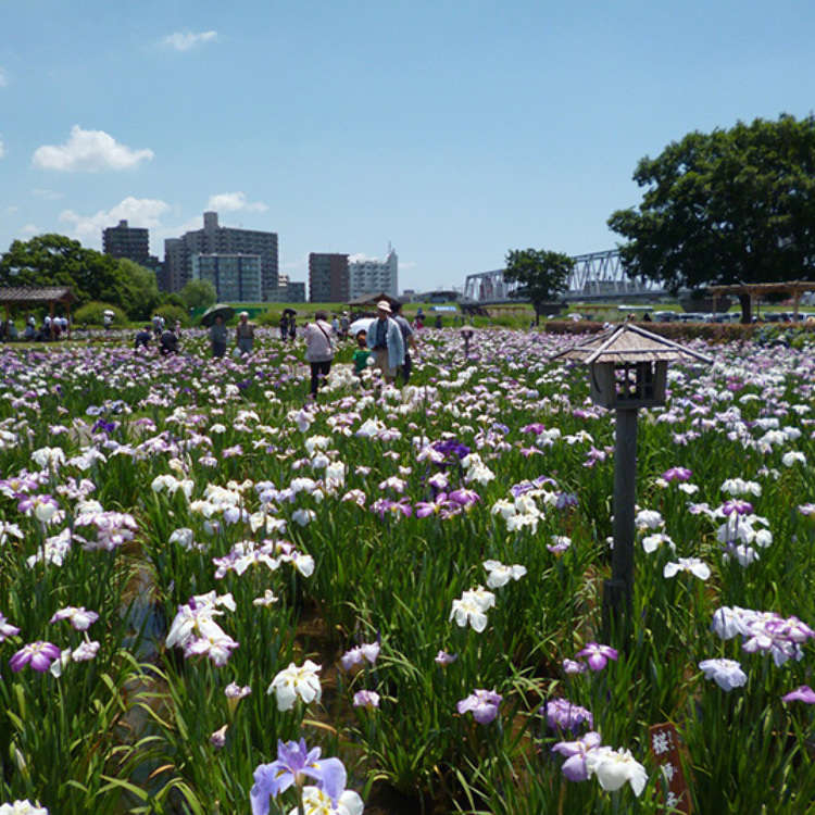 Koiwa Iris Garden