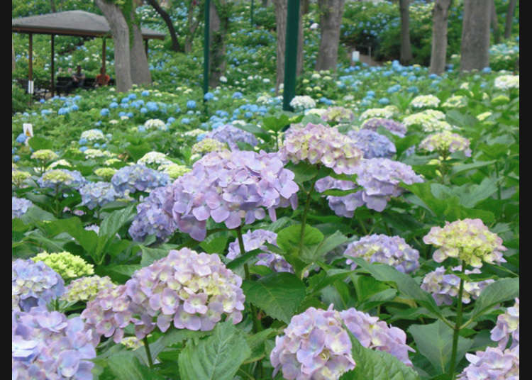 Toshimaen