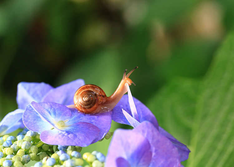When is Rainy Season in Japan?