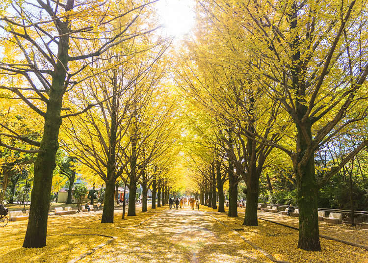 What's it like in Japan's Autumn Season?