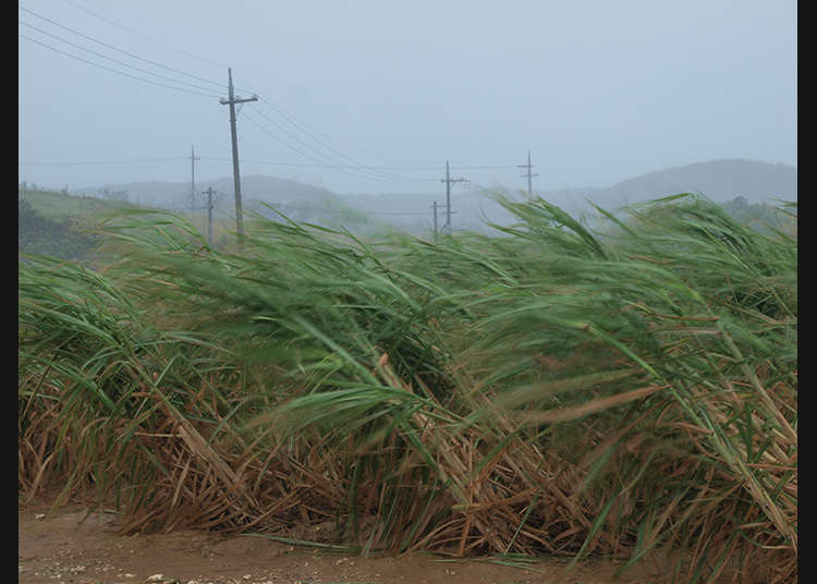 台風が来たら何をすべきか