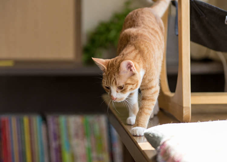 猫咪咖啡馆