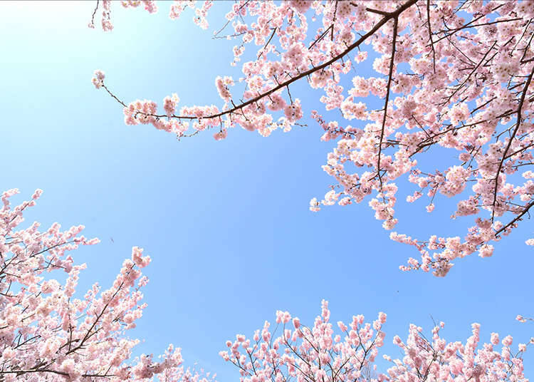日本獨特的天氣預報「櫻前線」是?