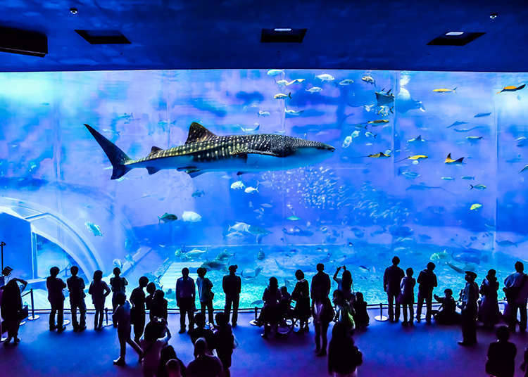 擁有巨大水槽的水族館