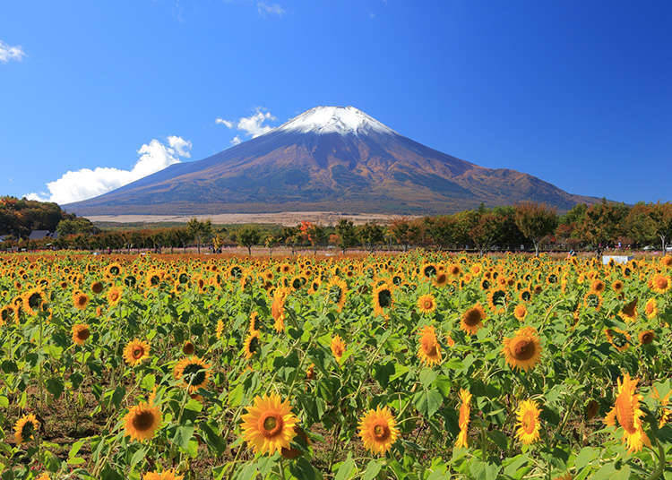 夏の観光