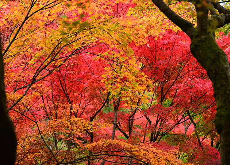 紅葉