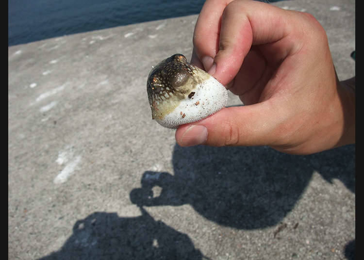 ふぐの旬