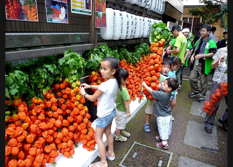 朝日神社ほおずき市