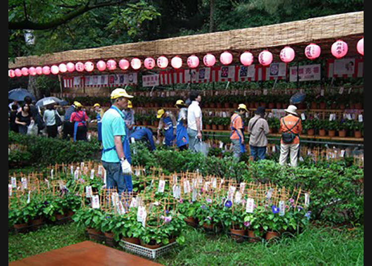 Kunitachi Asagao-Ichi (Festival Bunga Seri Pagi di Kunitachi)