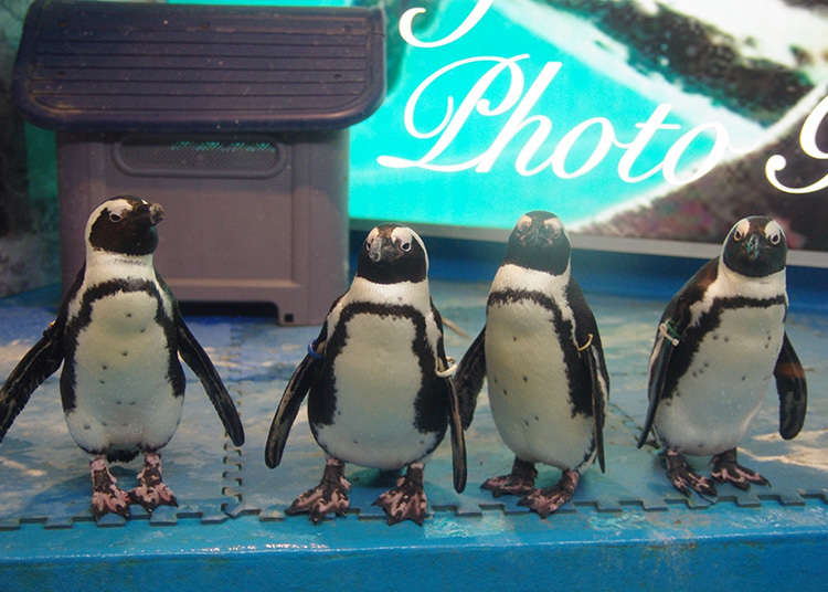 Penguin Bar